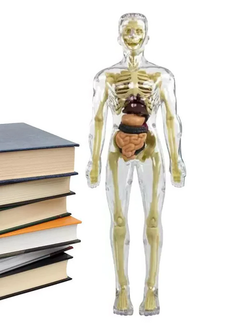 3D Human Body Anatomy Model For Kids